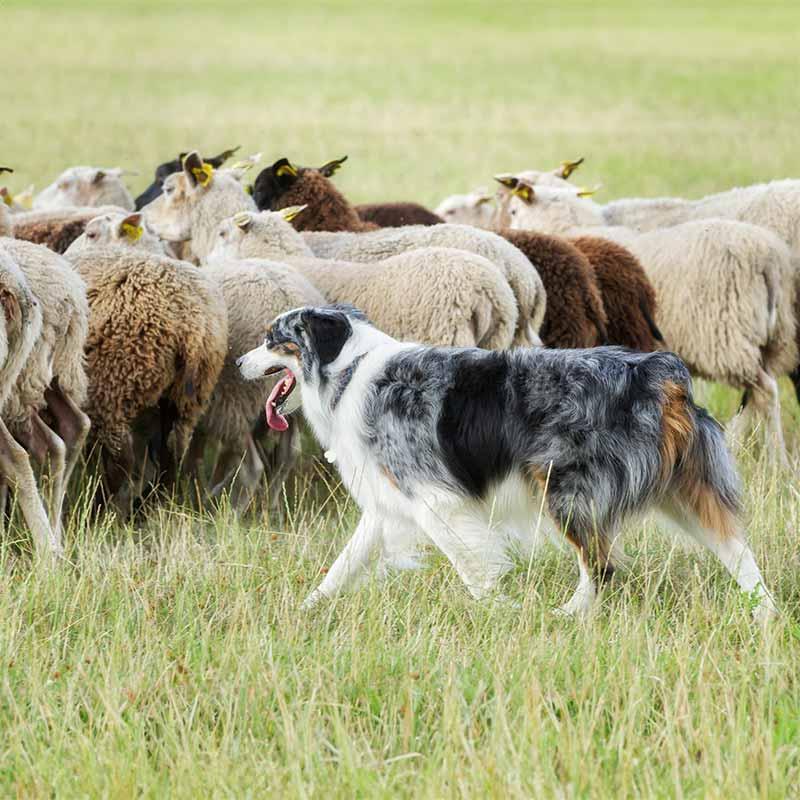 Dog hearding sheep in a field
