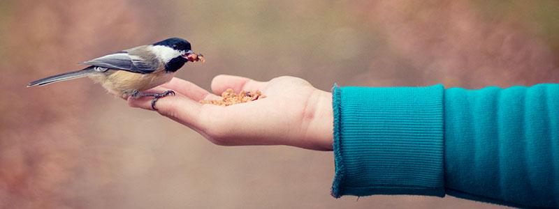 Bird held in outstretched hand of human